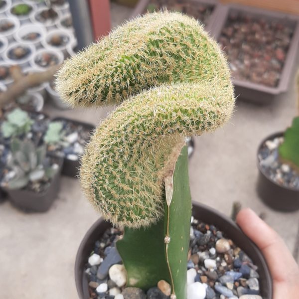 Injerto Cleistocactus Winteri Samaipatanus Crestado