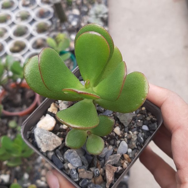 Crassula Ovata