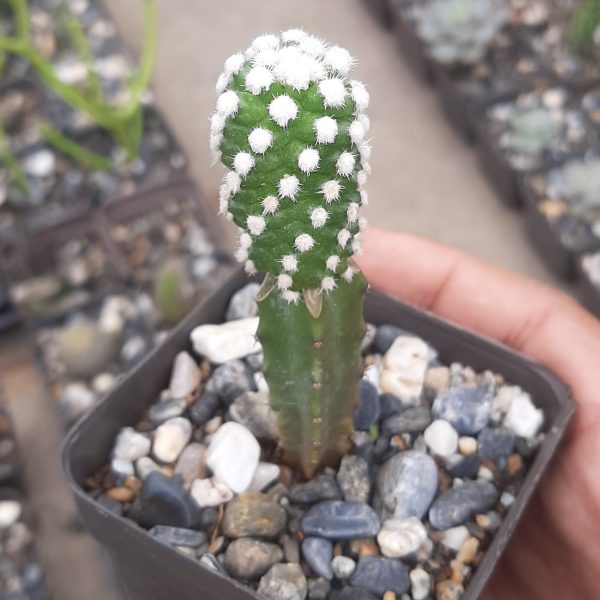 Injerto Mammillaria Gracilis cv. Oruga