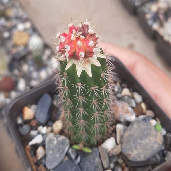 Injerto Gymnocalyciun Mihanovichii Tricolor