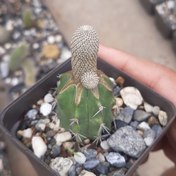 Injerto Rebutia Eliosa