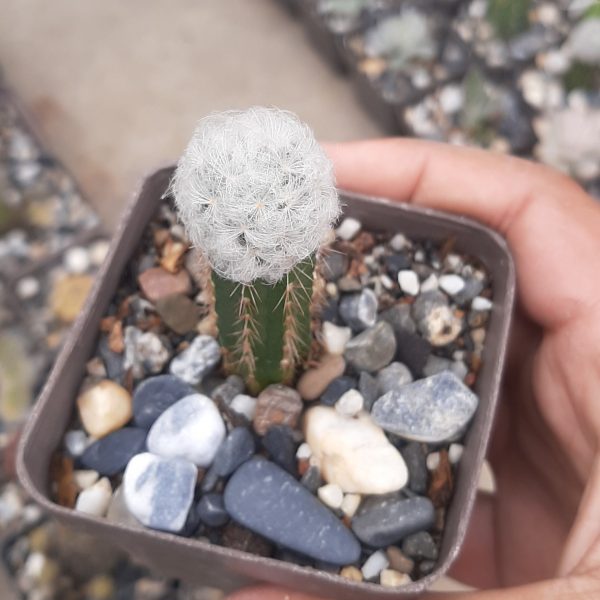 Injerto Mammillaria Plumosa