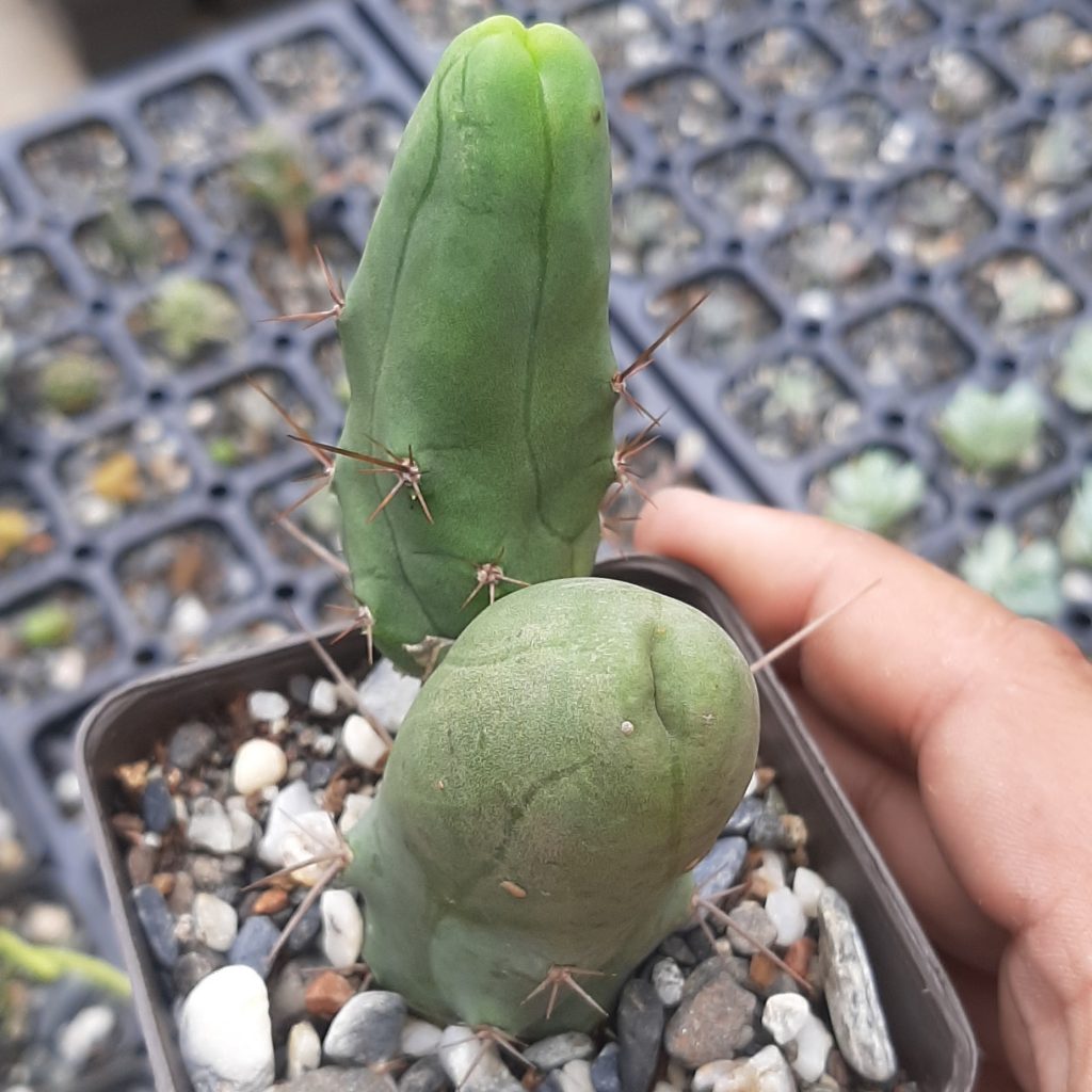Echinopsis Lageniformis monstruosa (Grande)
