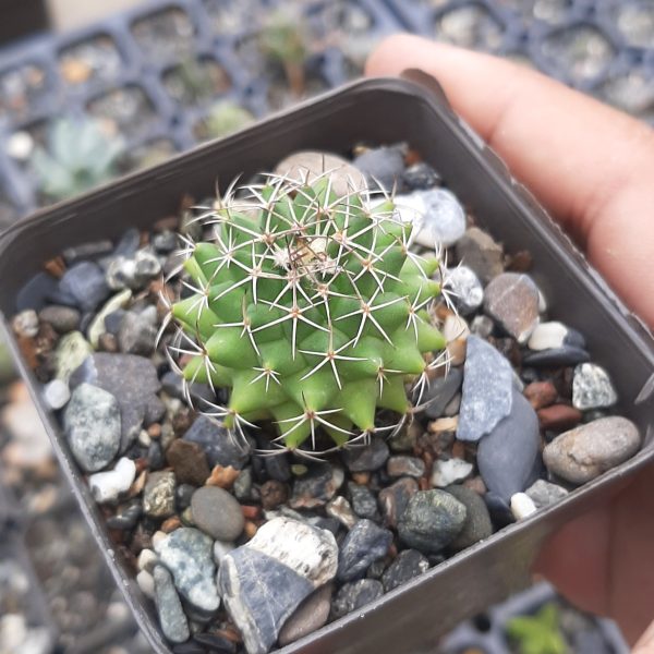 Mammillaria Polythele