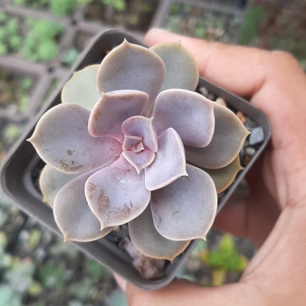 Echeveria Perle Von Numberg
