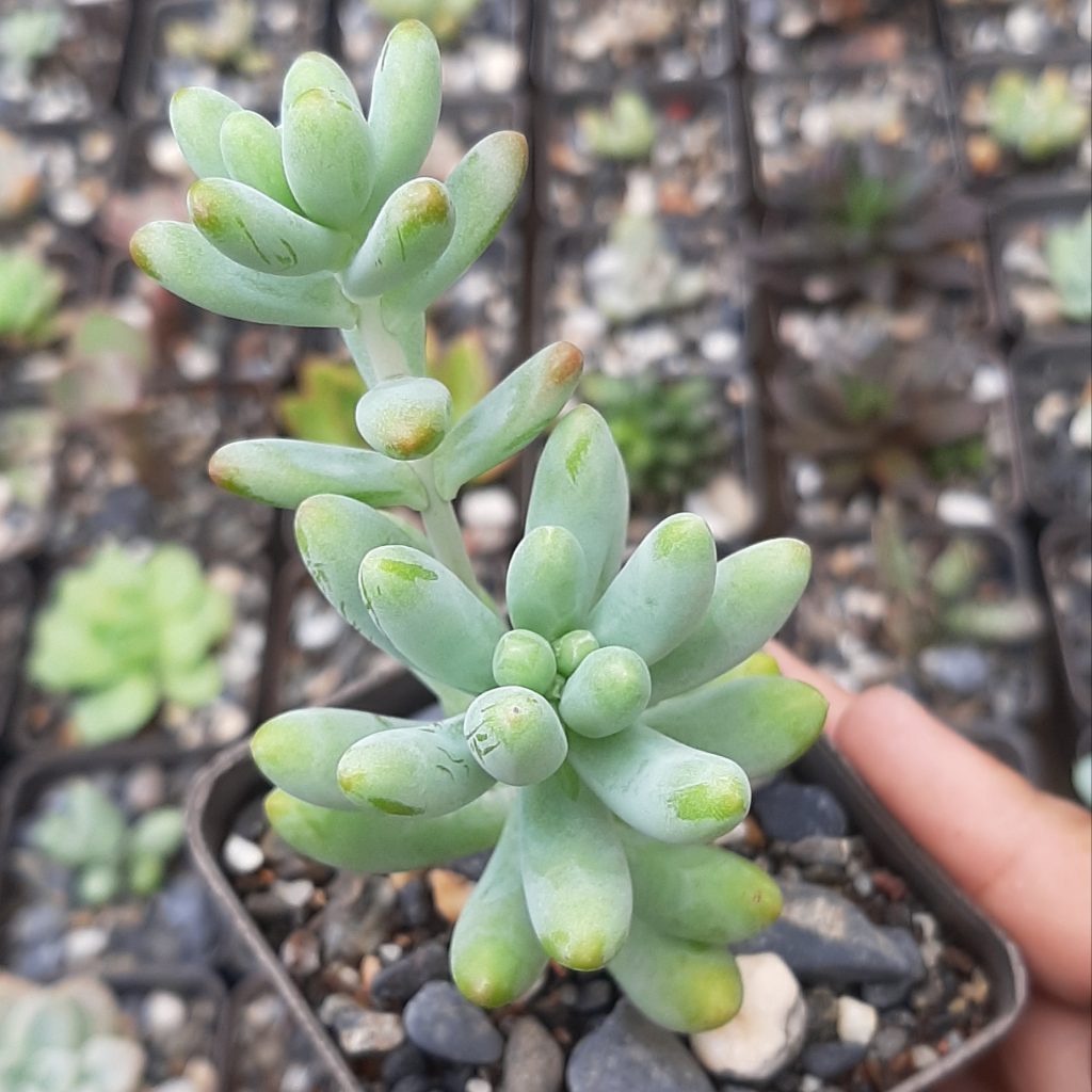 Sedum Pachyphyllum