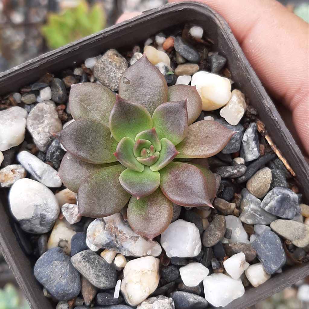 Echeveria Black Prince