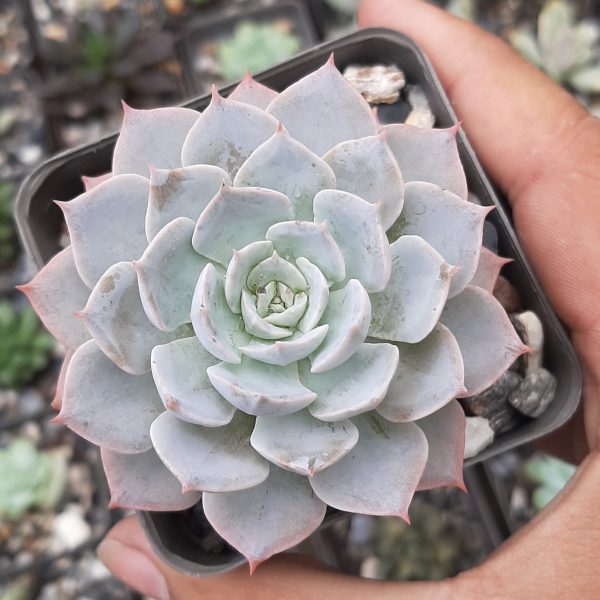 Echeveria Subsessilis