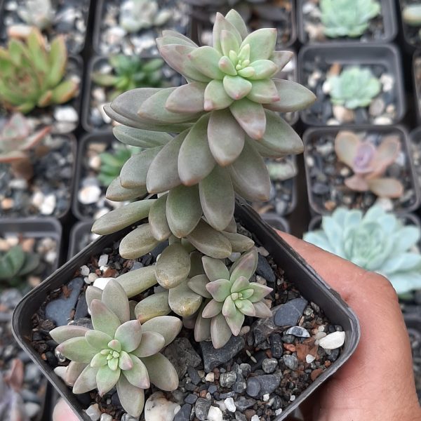 Sedeberia Pink Granite