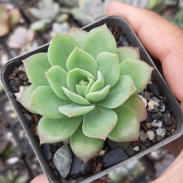Graptoveria Jadeita