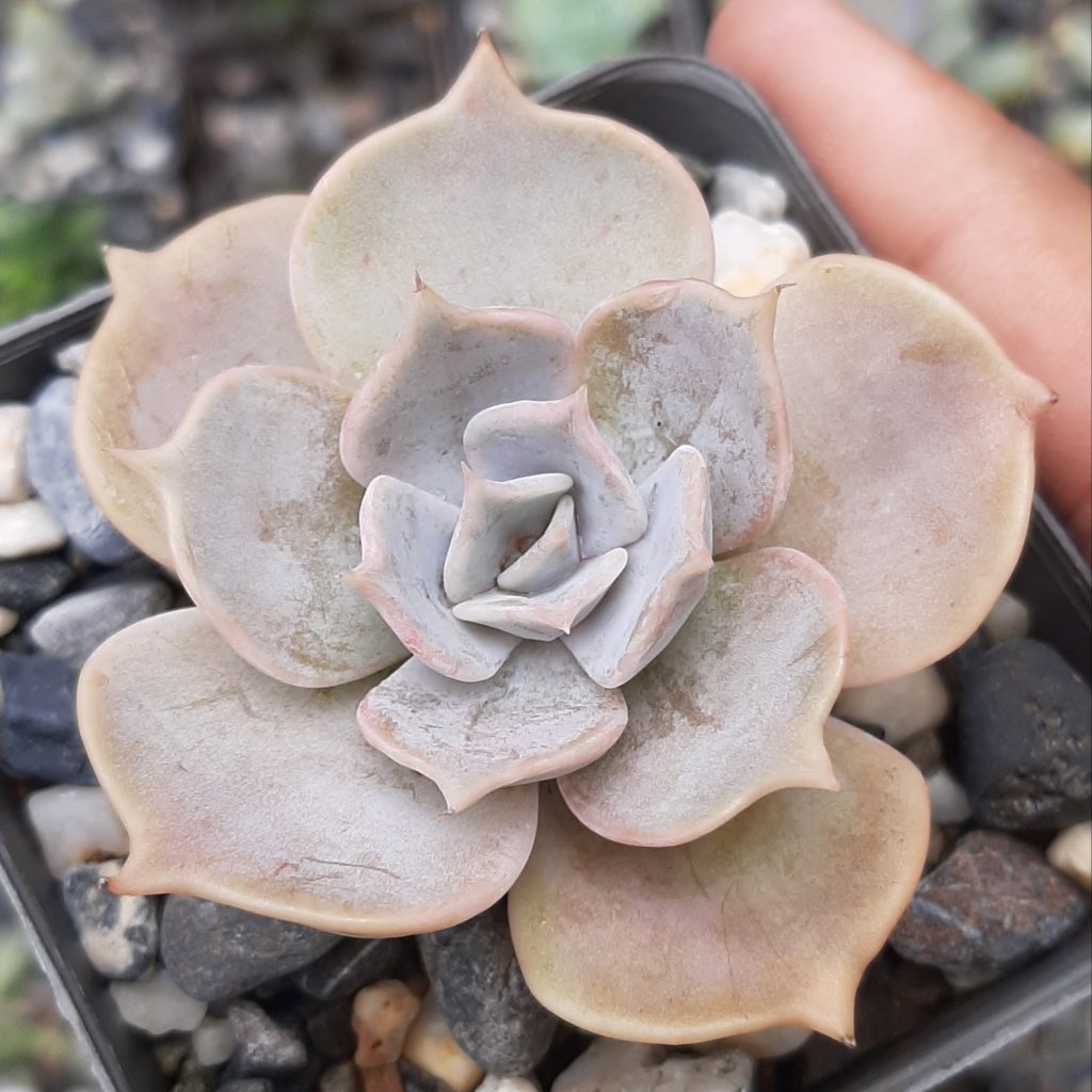 Echeveria Lilacina