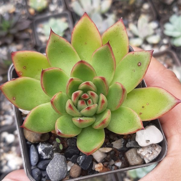 Echeveria Agavoides Red Tip