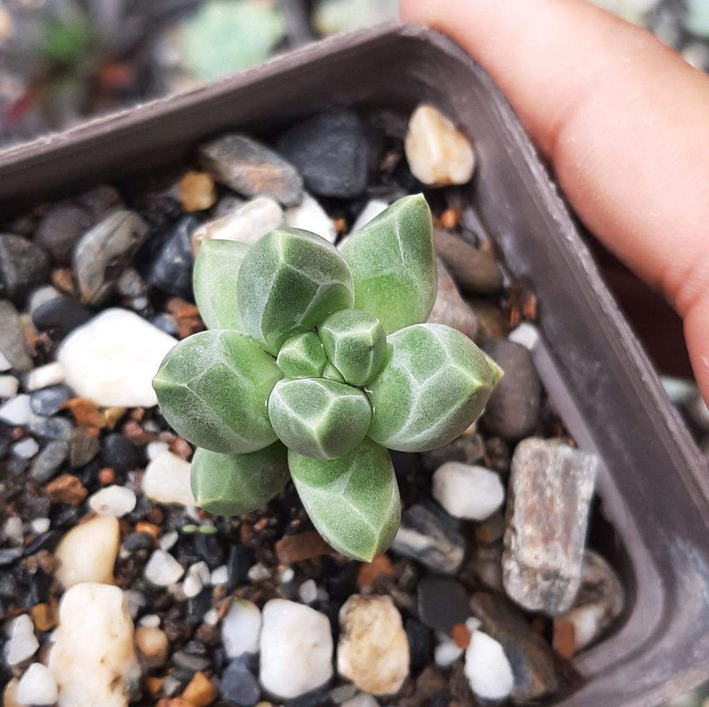 Pachyphytum Compactum