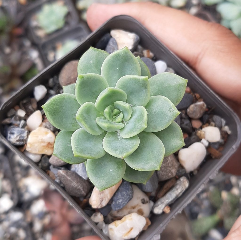 Echeveria Derenbergii