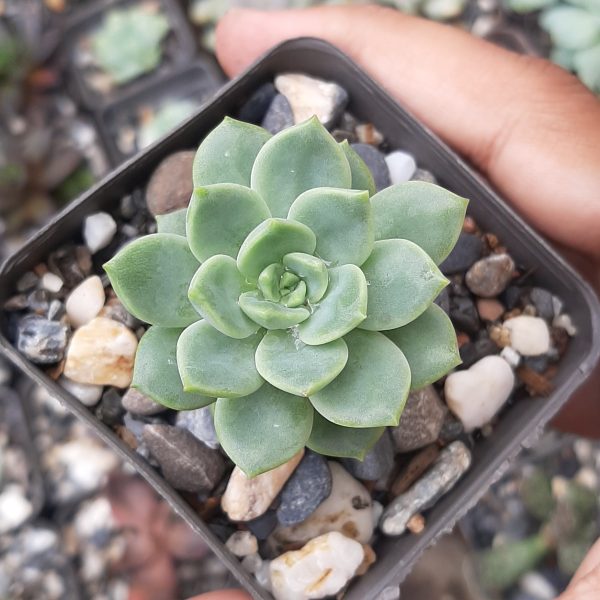Echeveria Derenbergii