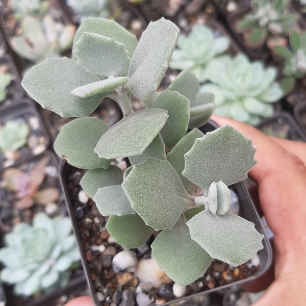 Kalanchoe Millotii