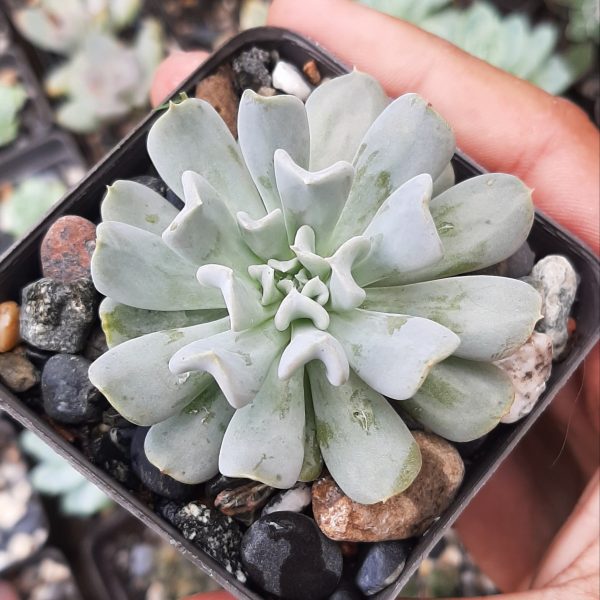 Echeveria Ruyoni Topsi Turvi