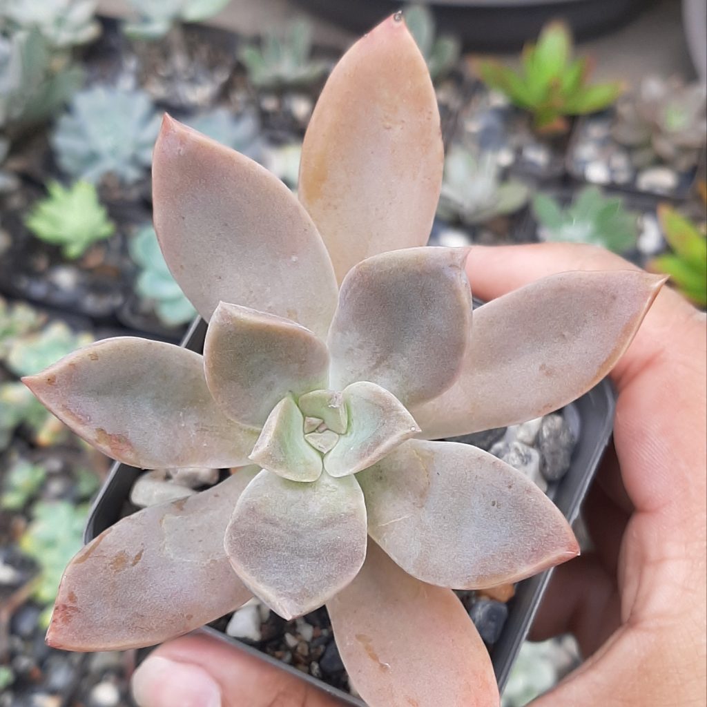 Graptoveria Fred Ives