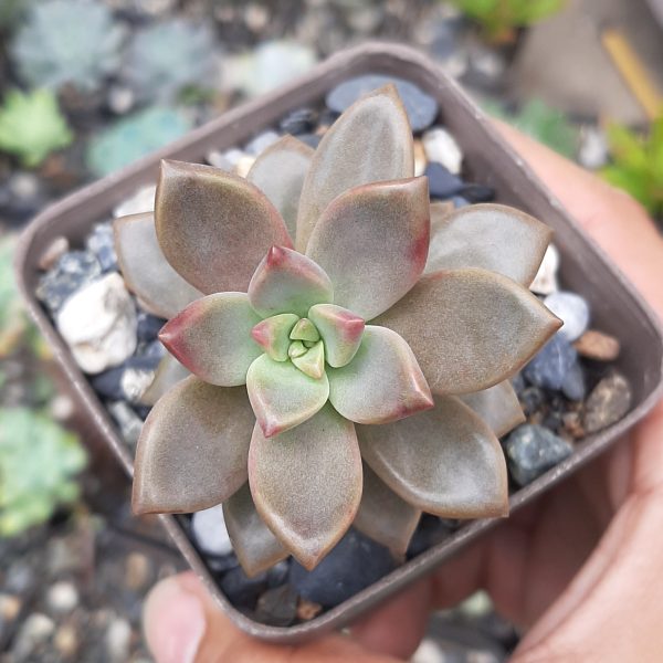 Graptosedum Bronze
