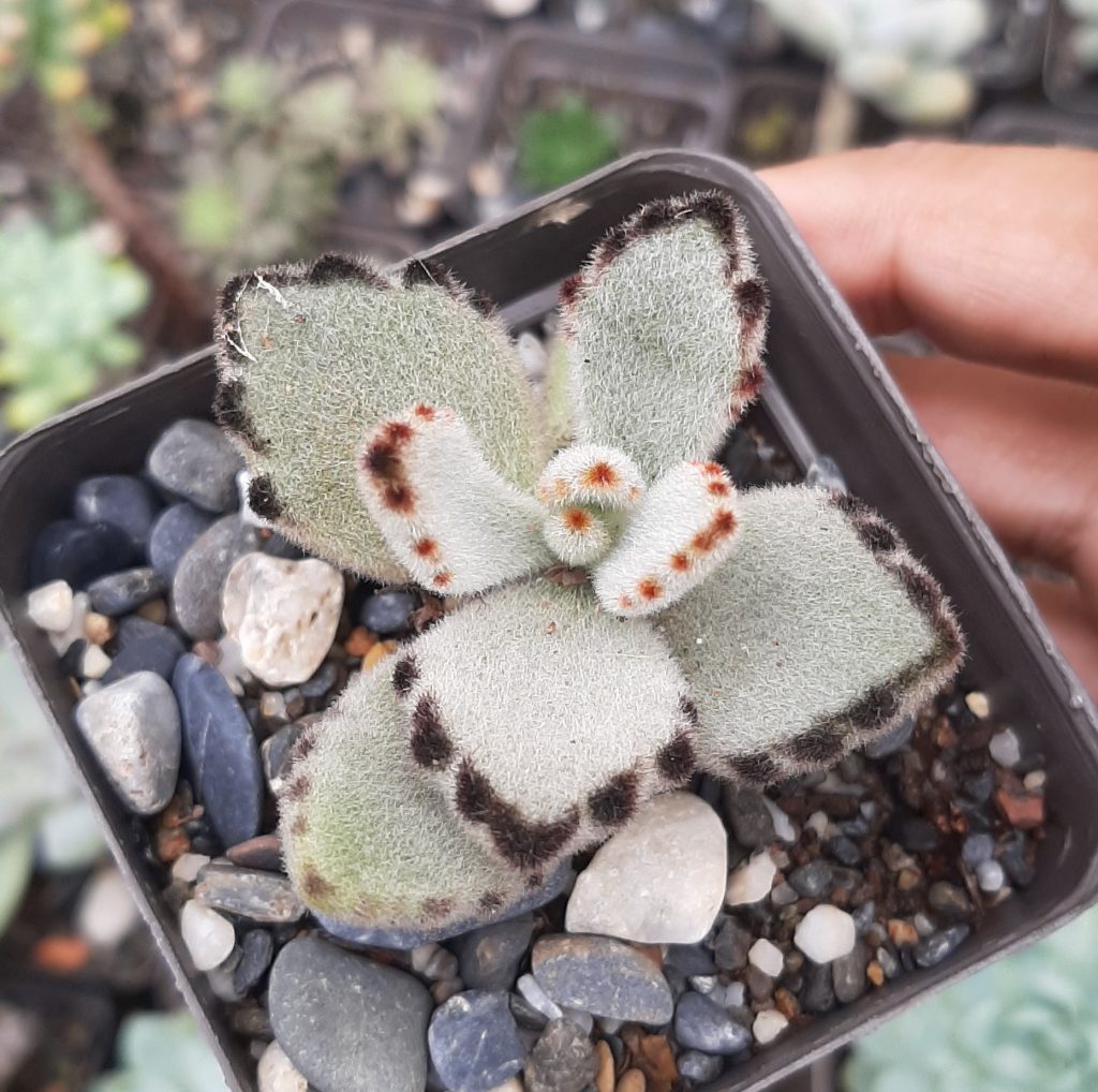 kalanchoe tomentosa