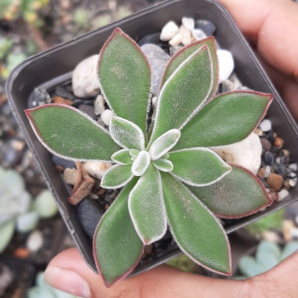 Echeveria Pulvinata Ruby