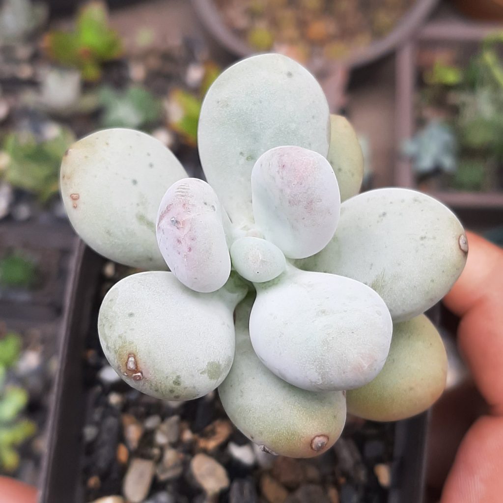 Pachyphytum Oviferum
