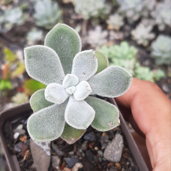 Echeveria Pulvinata Frosty