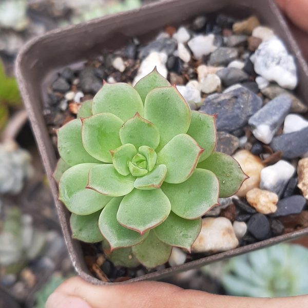 Echeveria Victor