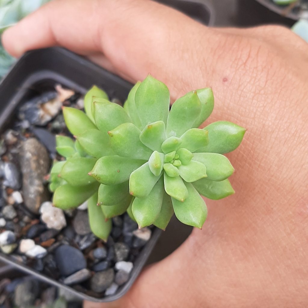 Sedum Cuspidatum