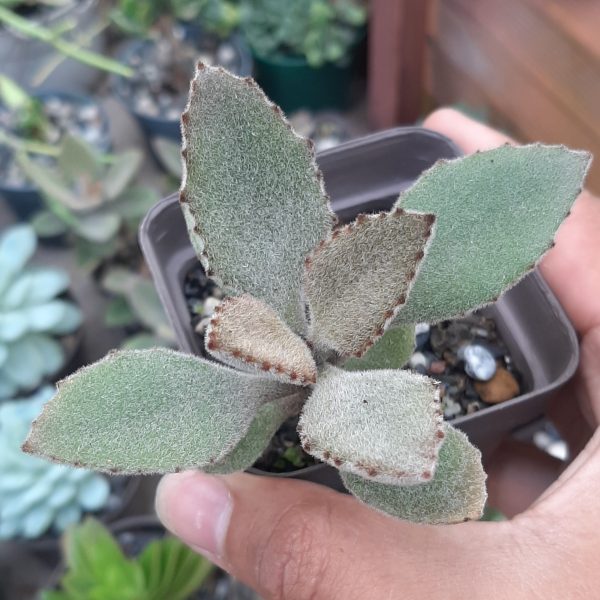 Kalanchoe Beharensis "Fang"