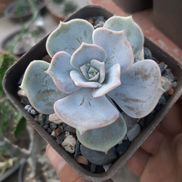Echeveria  Pollux