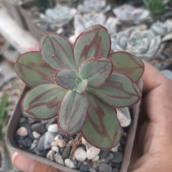 Echeveria Nodulosa