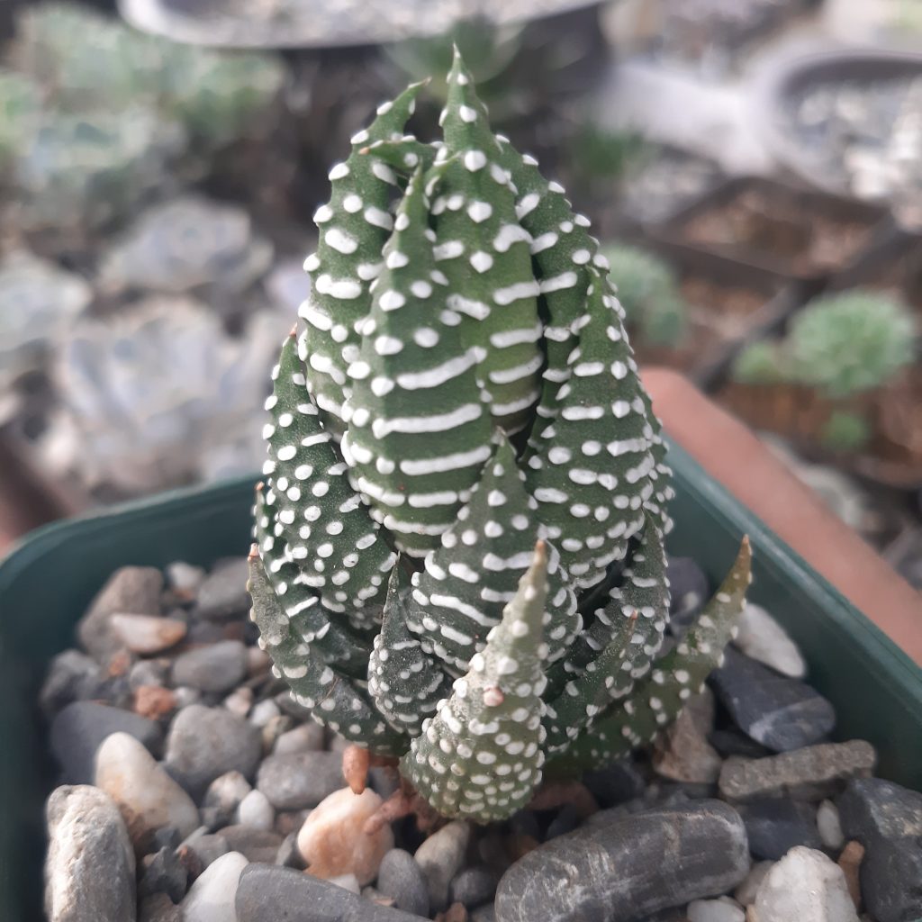 Haworthia Pumila
