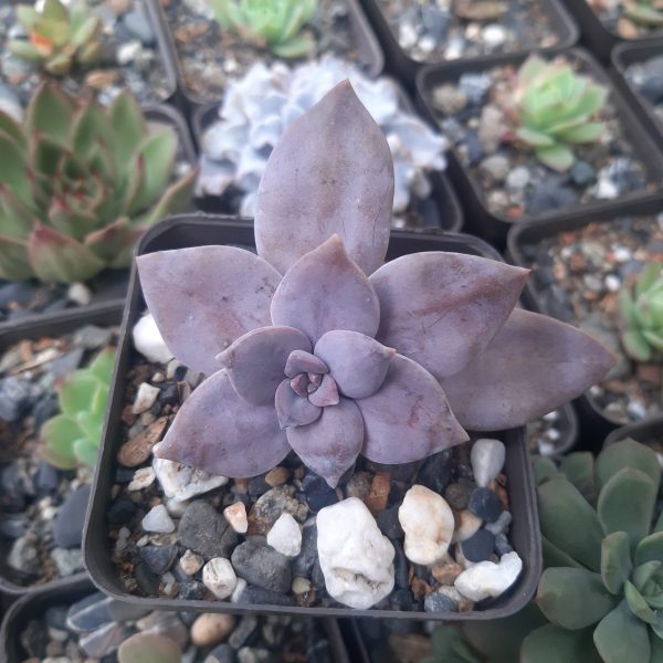 Graptopetalum Superbum
