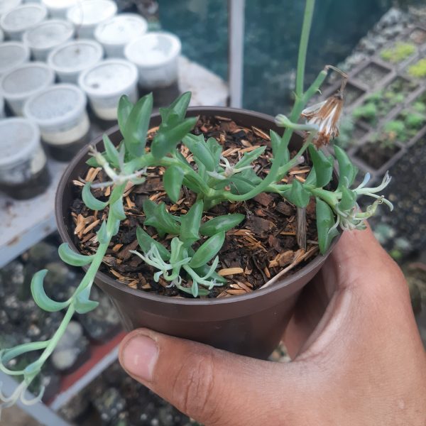Senecio Peregrinus