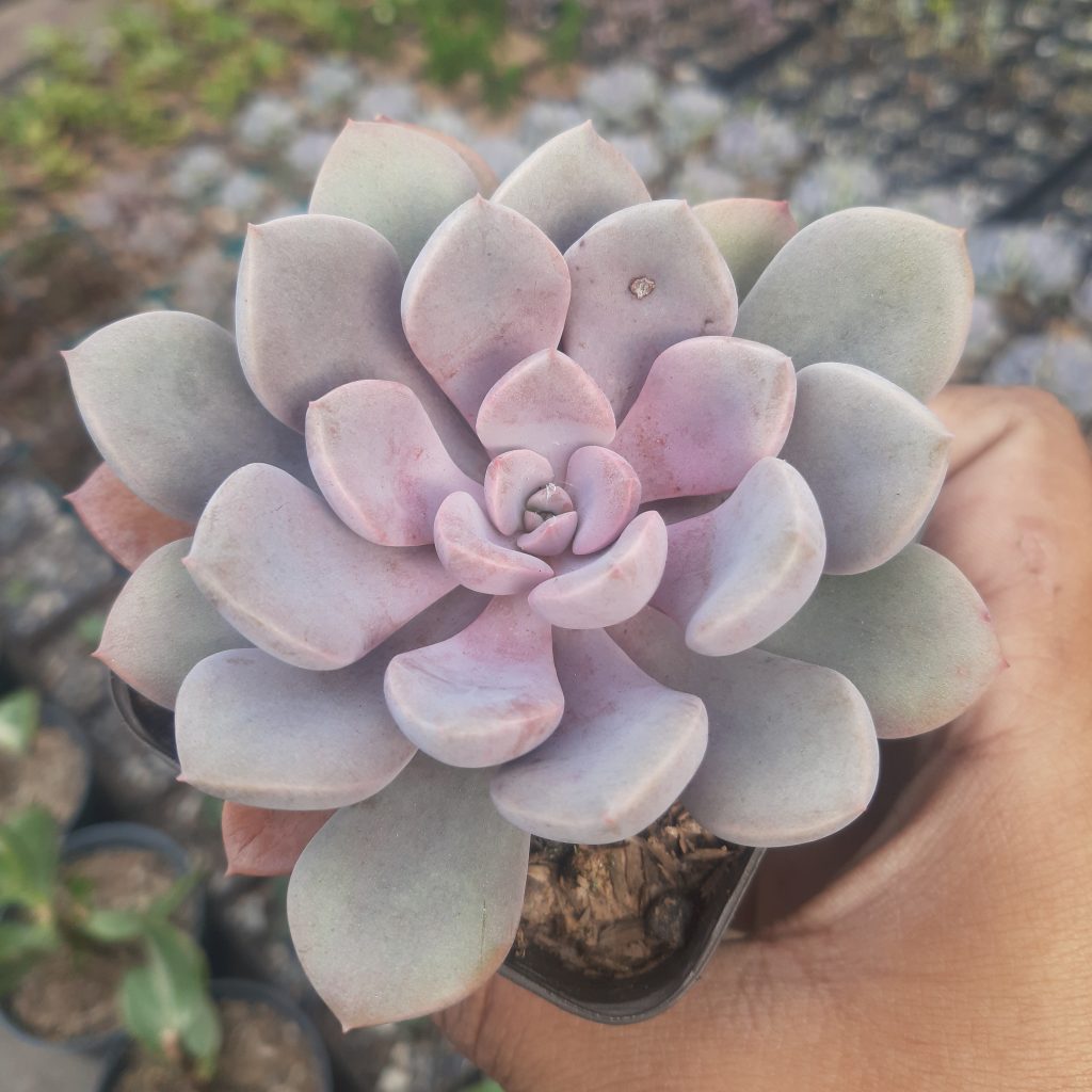 Graptoveria Debbie