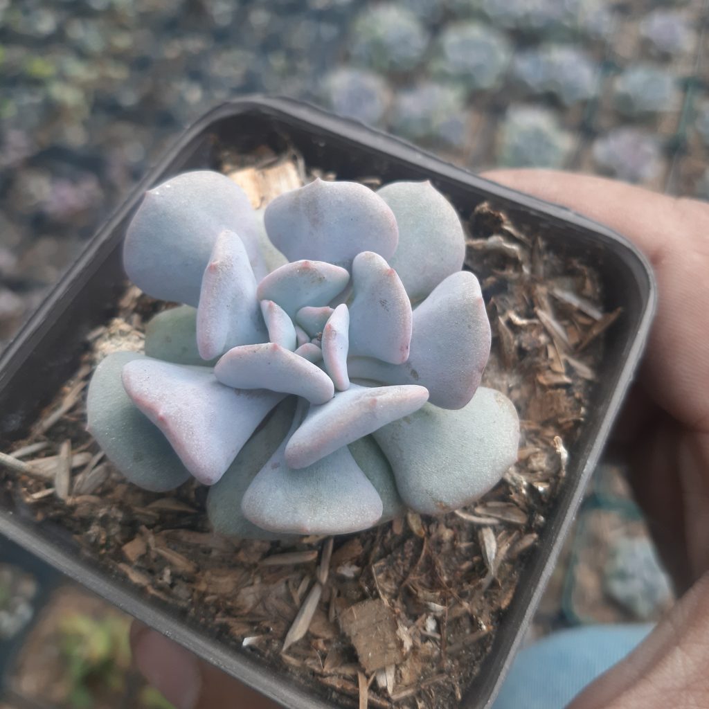Echeveria Cubic Frost