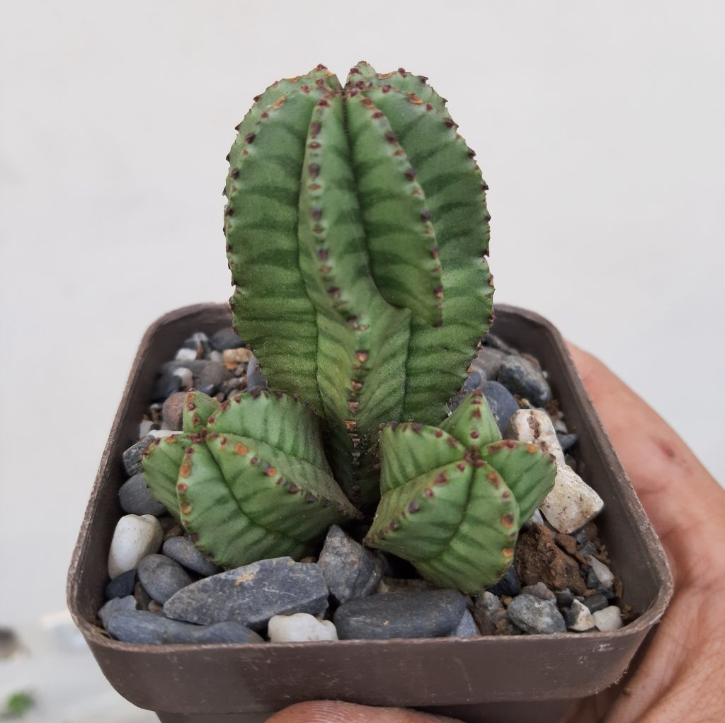Euphorbia Poligona var. Anoplia
