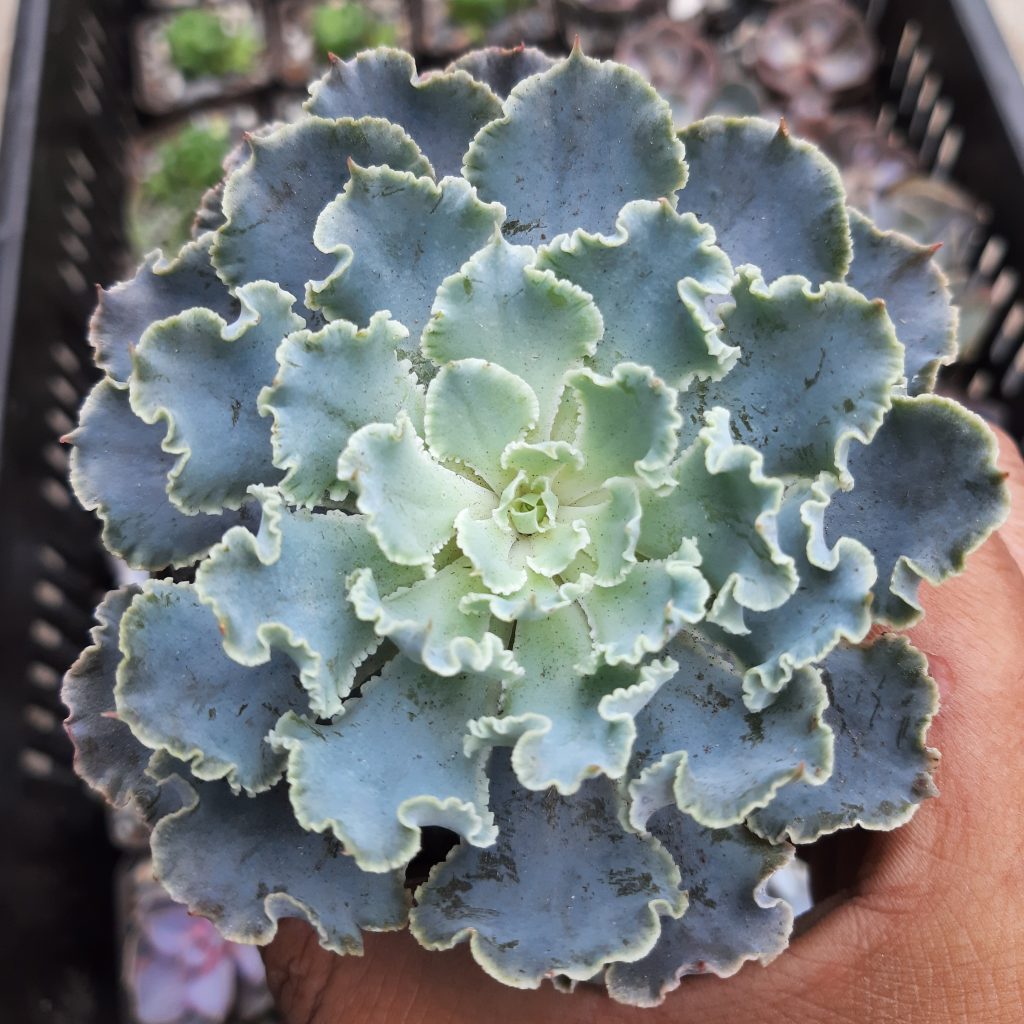 Echeveria Shaviana Truffles