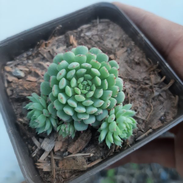 Echeveria Vincent Catto