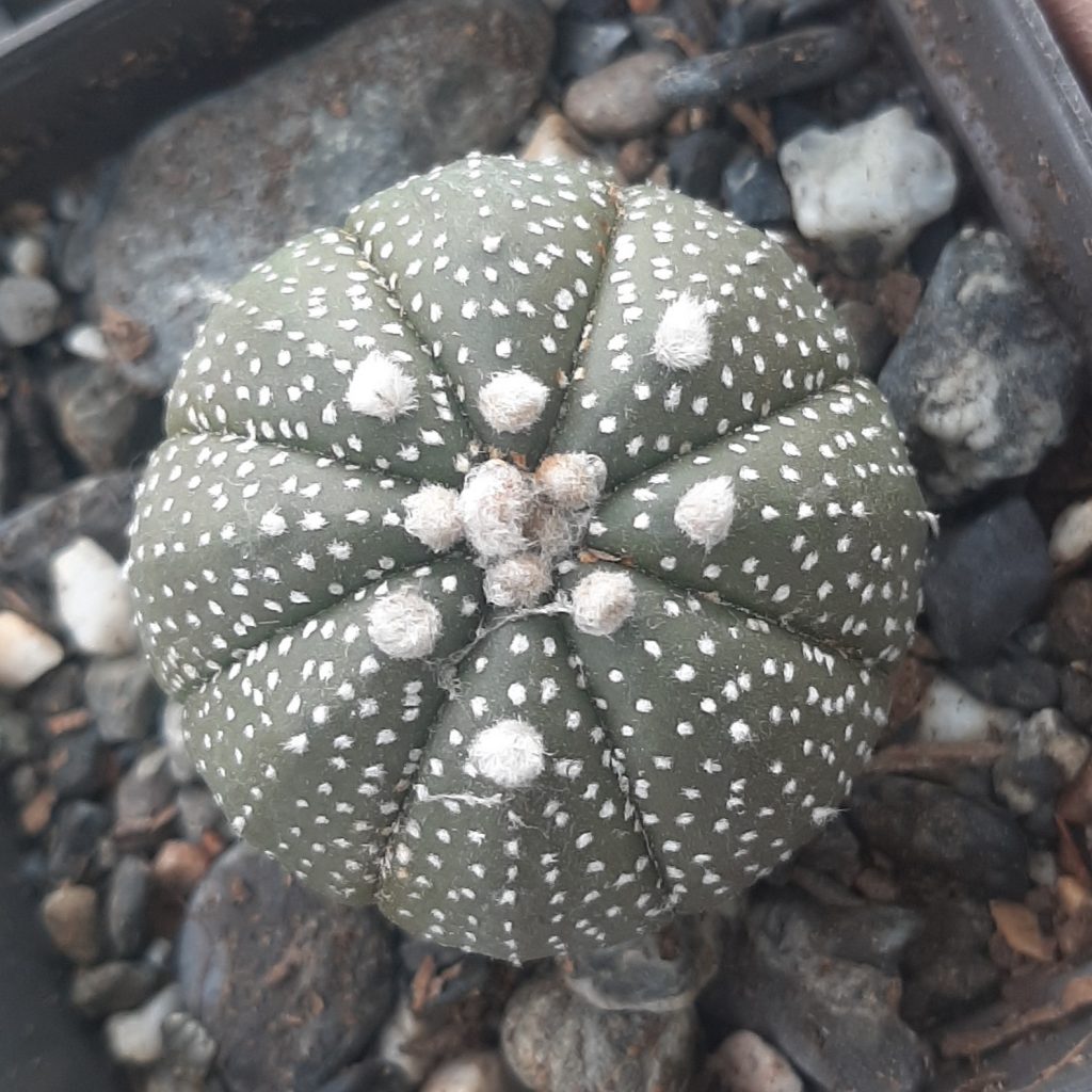 Astrophytum Asterias cv. SuperKabuto (02)