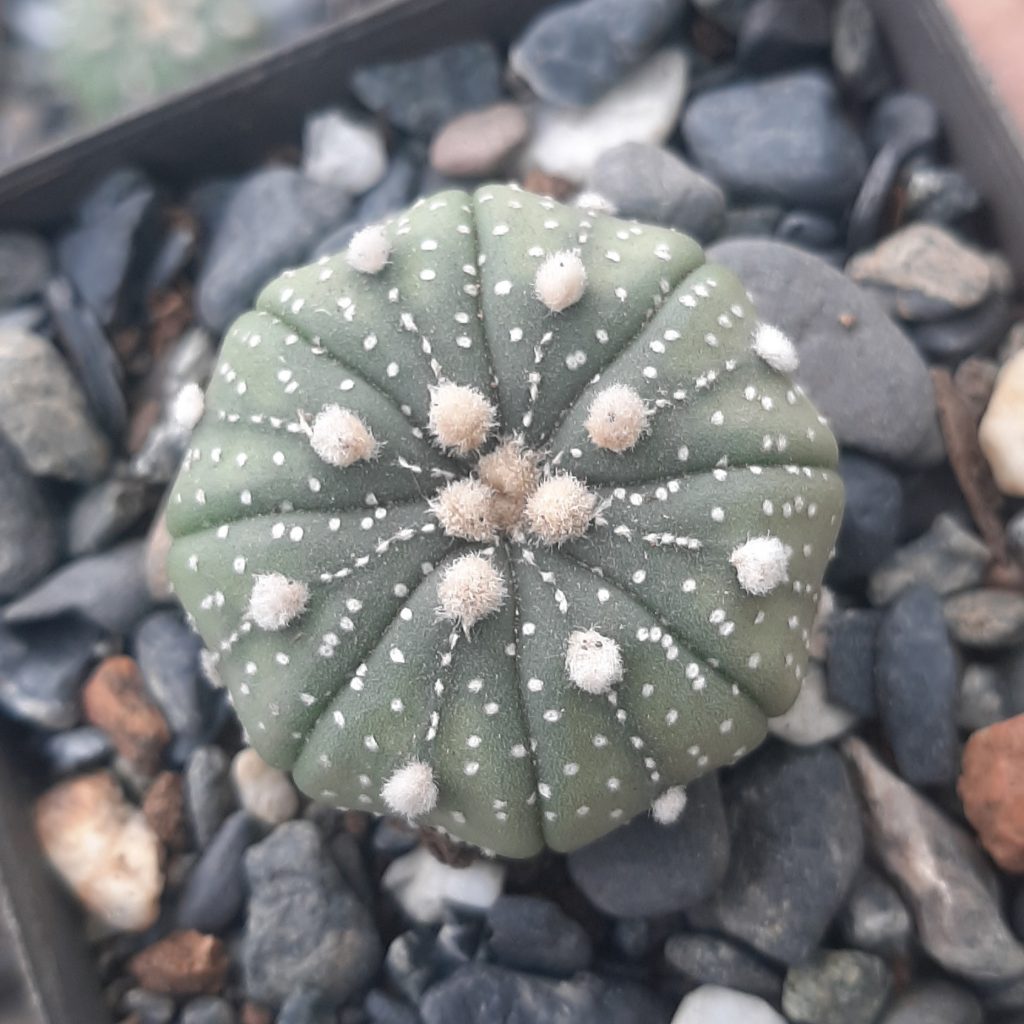 Astrophytum Asterias cv. SuperKabuto (03)