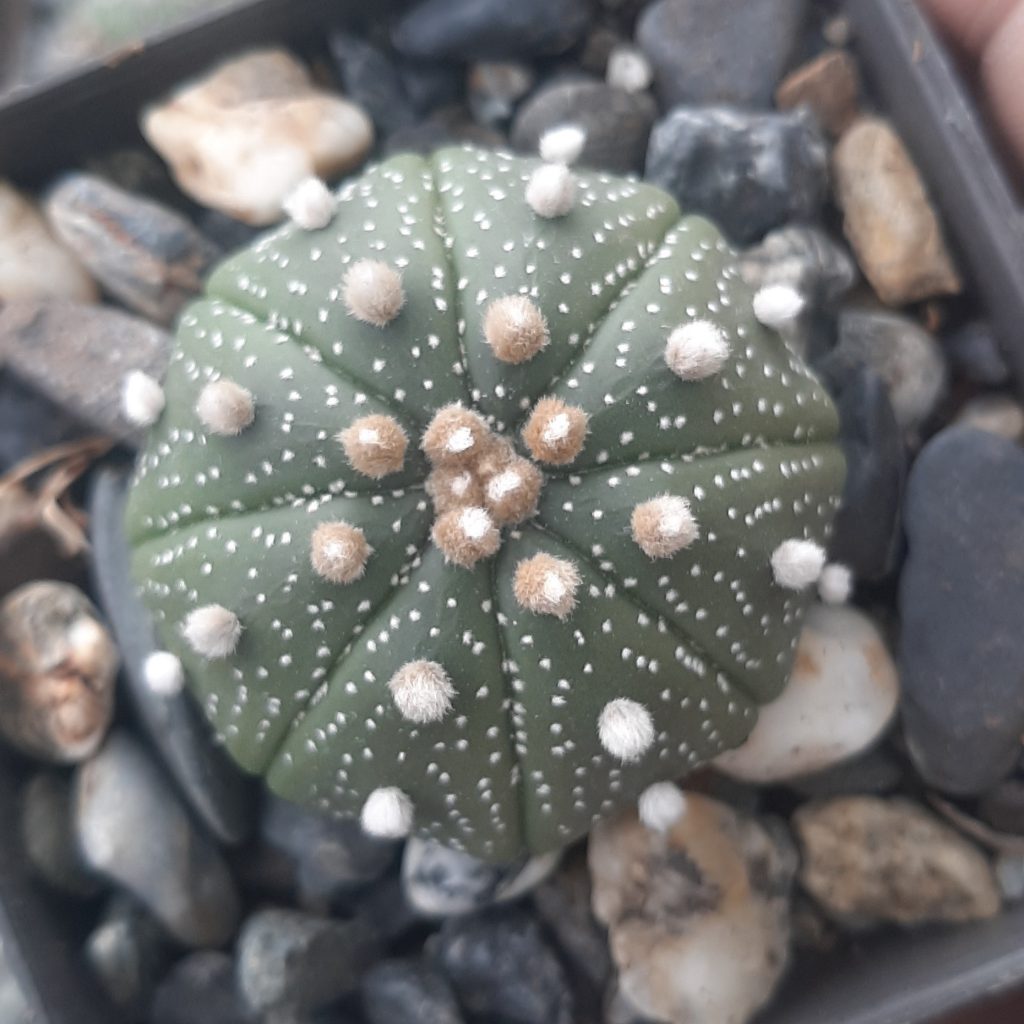 Astrophytum Asterias cv. SuperKabuto (05)