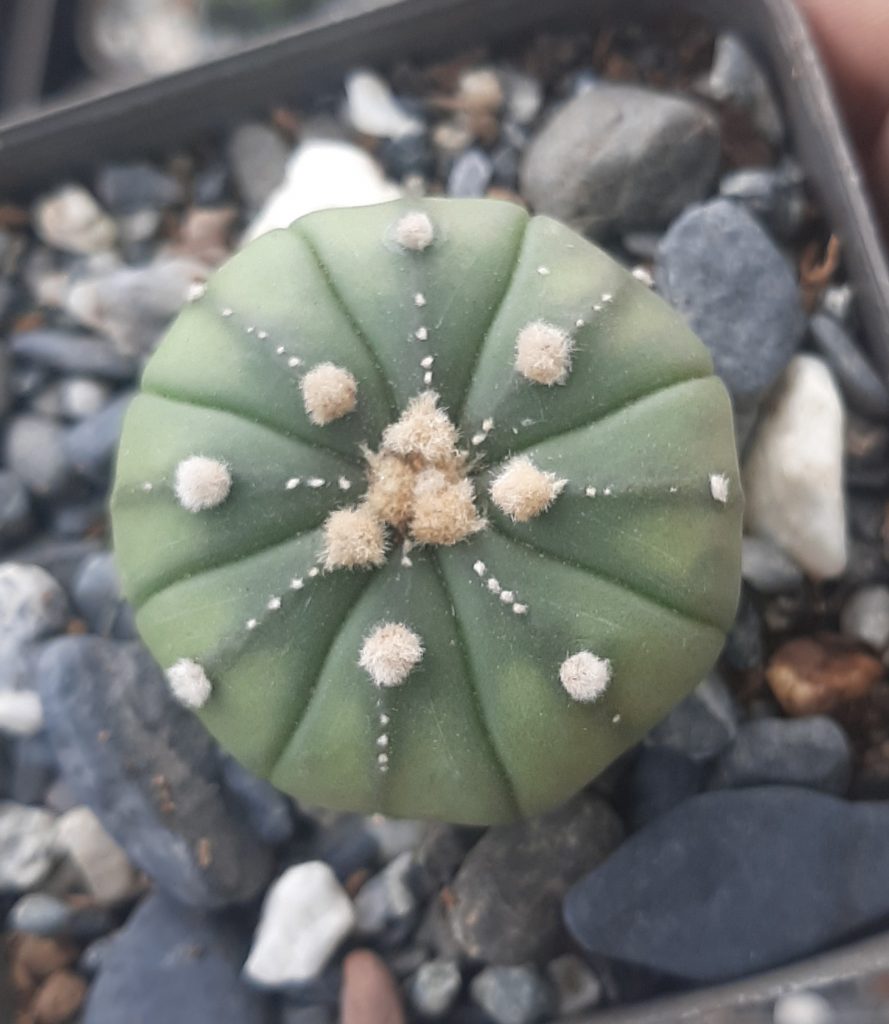 Astrophytum Asterias Nudum hibrid (06)