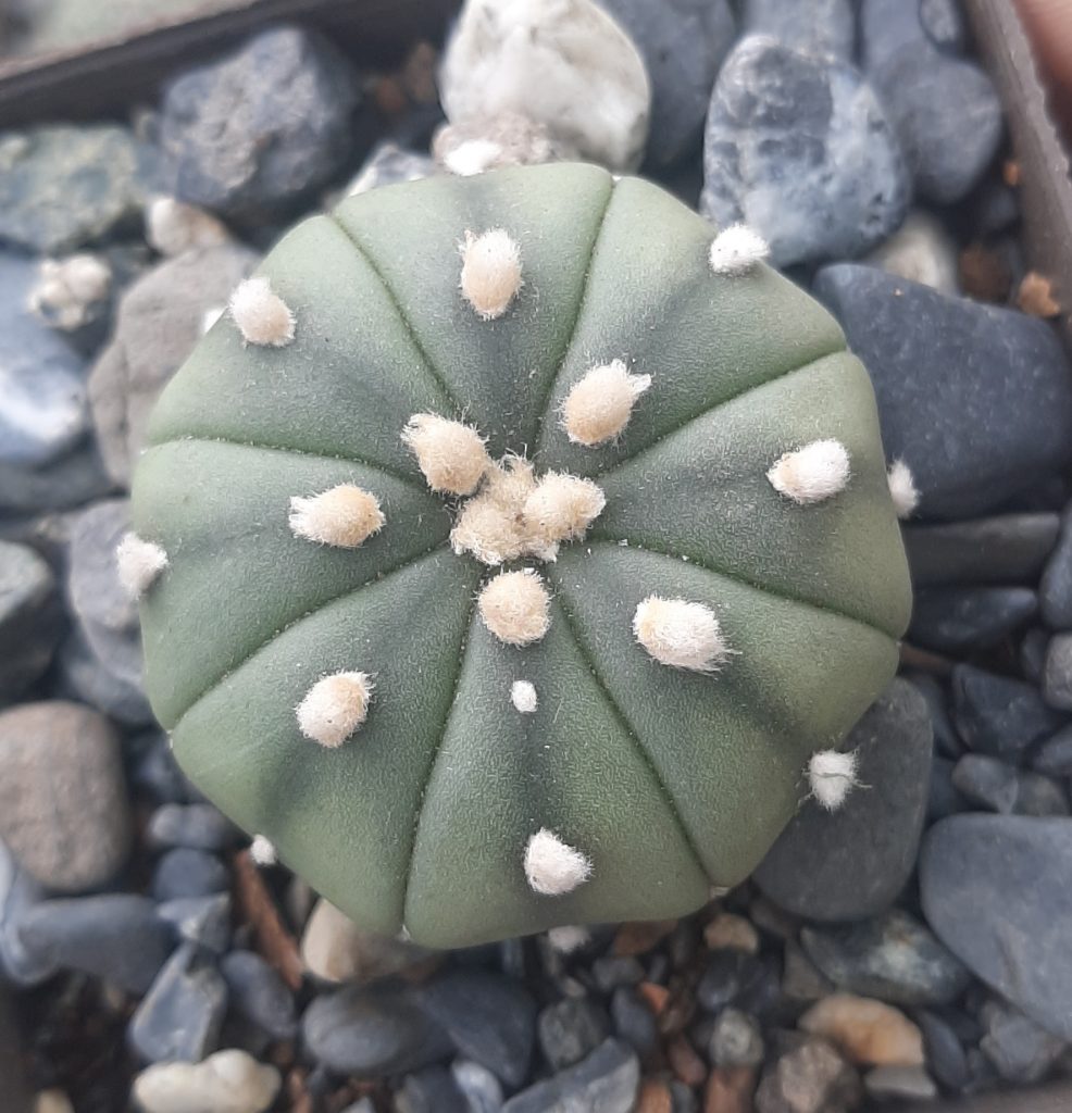 Astrophytum Asterias Nudum hibrid (08)