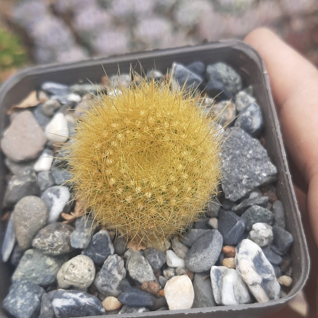 Parodia Haselbergii subs. Graessneri
