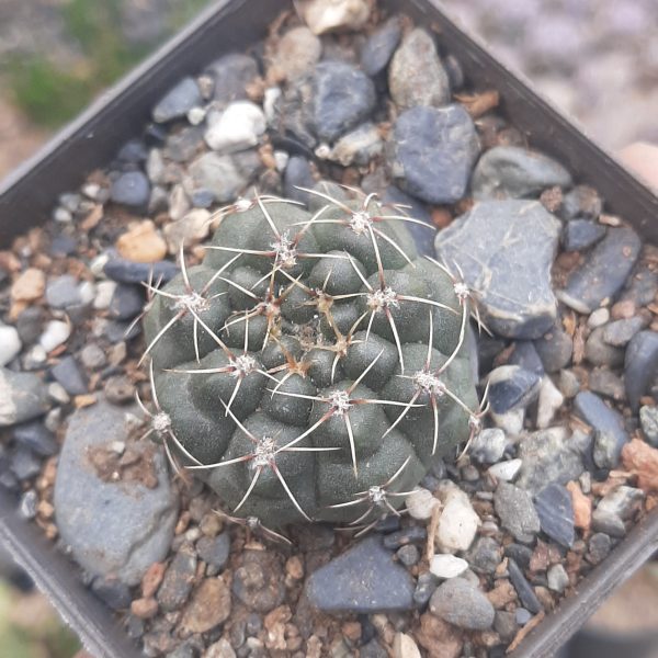 Gymnocalycium Baldianum