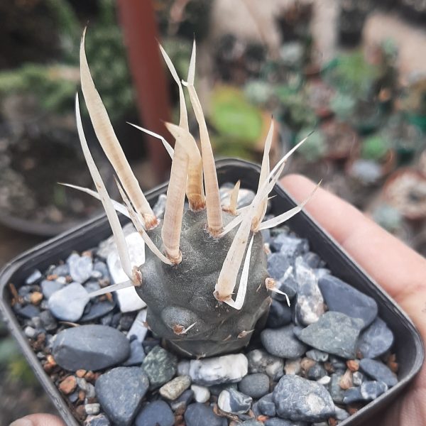 Tephrocactus Articulatus