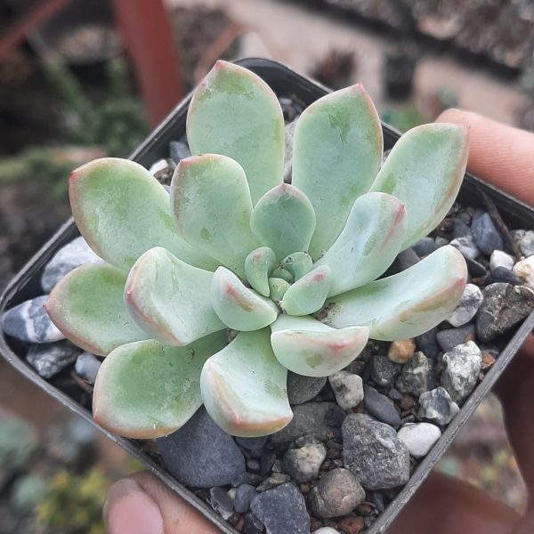 Graptoveria Claire