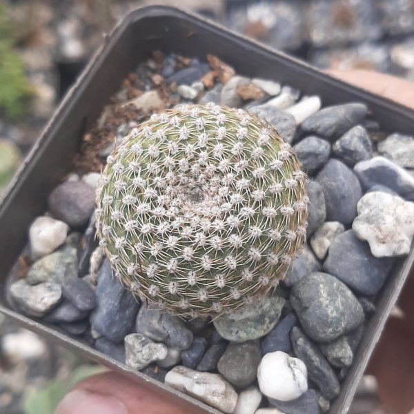 Rebutia Krainziana